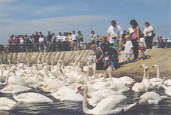 Abbotsbury Swannery.jpg (14430 bytes)